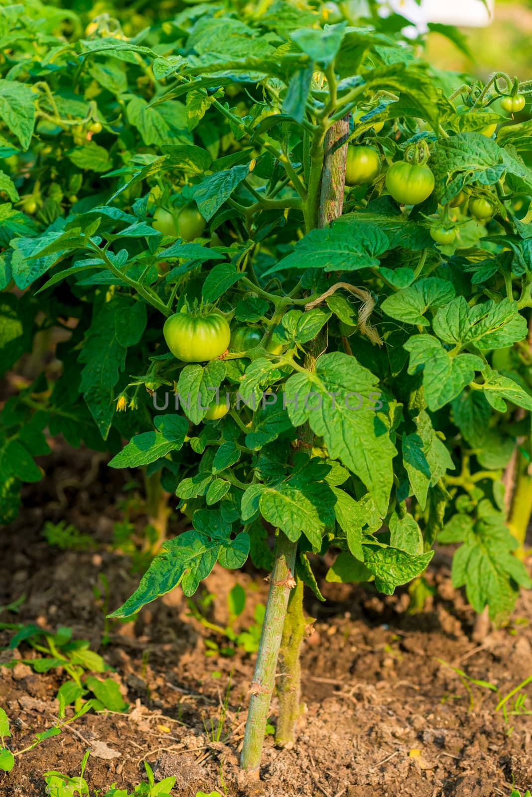 Green growing tomato on a garden in a greenhouse close-up