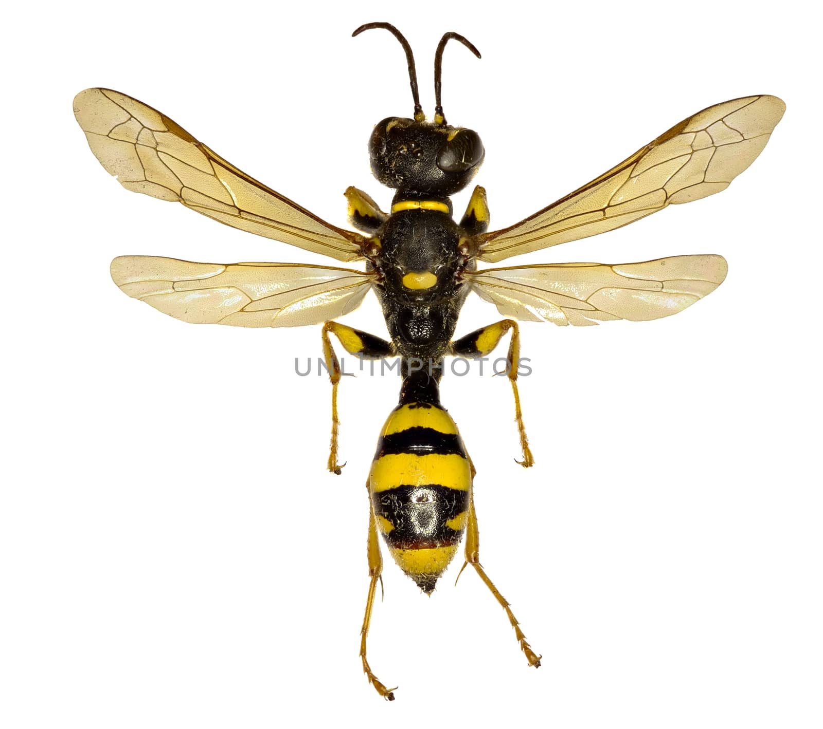 Field Digger Wasp on white Background  -  Mellinus arvensis (Linnaeus,1758)