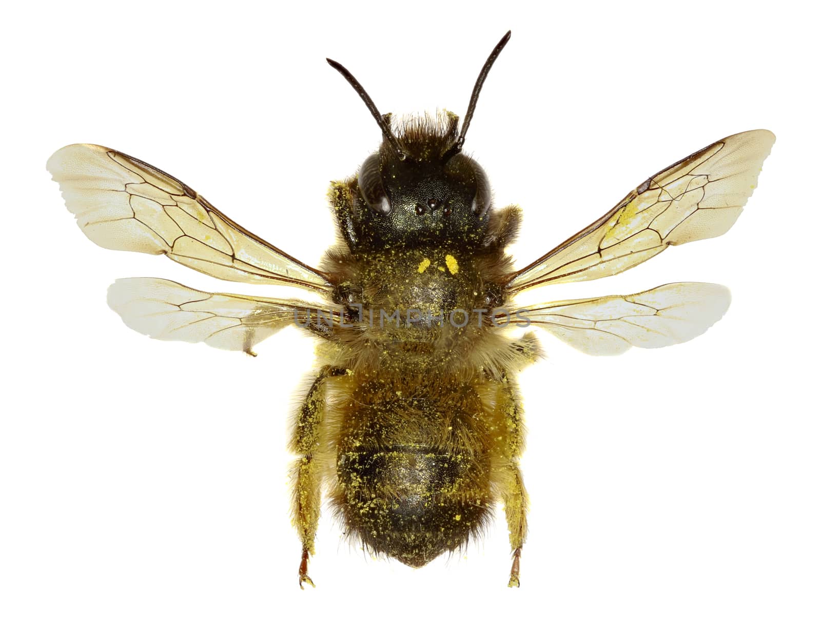 Red Mason Bee on white Background  -  Osmia bicornis (Linnaeus,1758) by gstalker