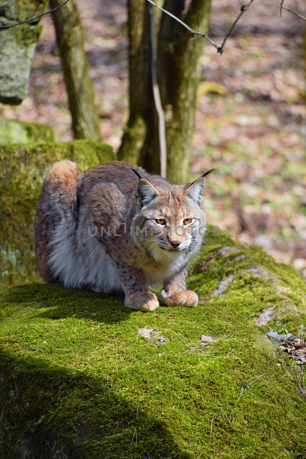 Close up portrait of young Eurasian lynx sitting resting on moth stone in forest among trees, looking at camera, low angle view