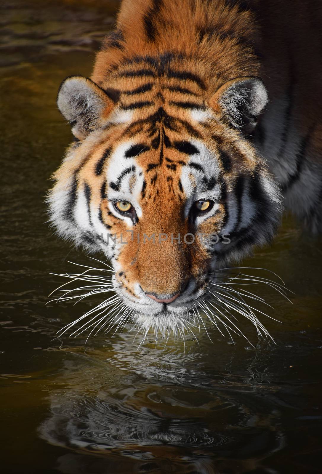 Close up portrait of young Siberian tiger (Amur tiger, Panthera tigris altaica) in water, looking at camera, high angle view