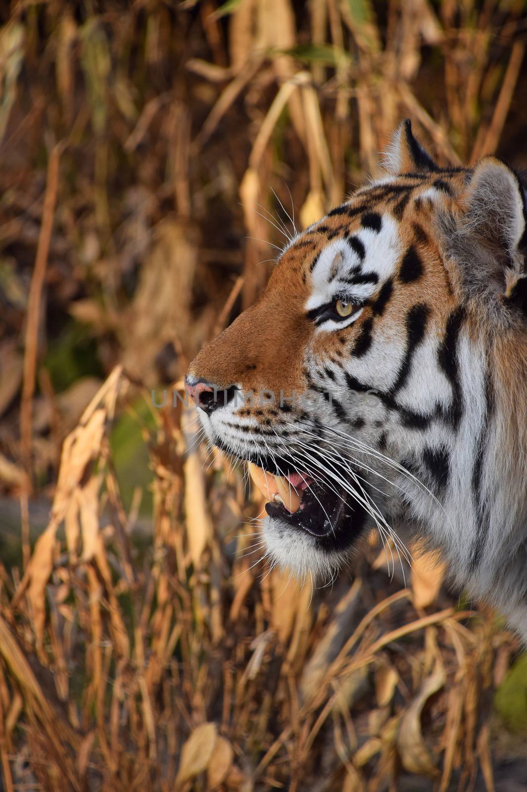 Close up side profile portrait of Siberian tiger (Amur tiger, Panthera tigris altaica) over reed or bamboo