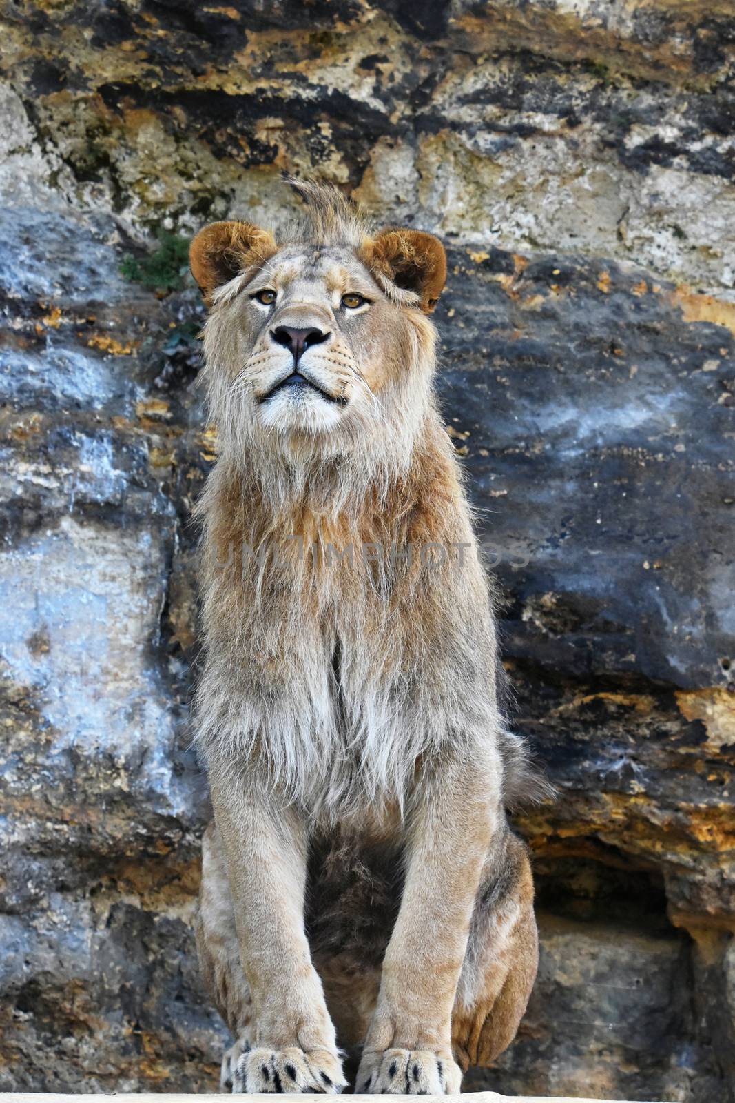 Close up portrait of mature male African lion sitting on stone rocks, looking at camera, low angle view