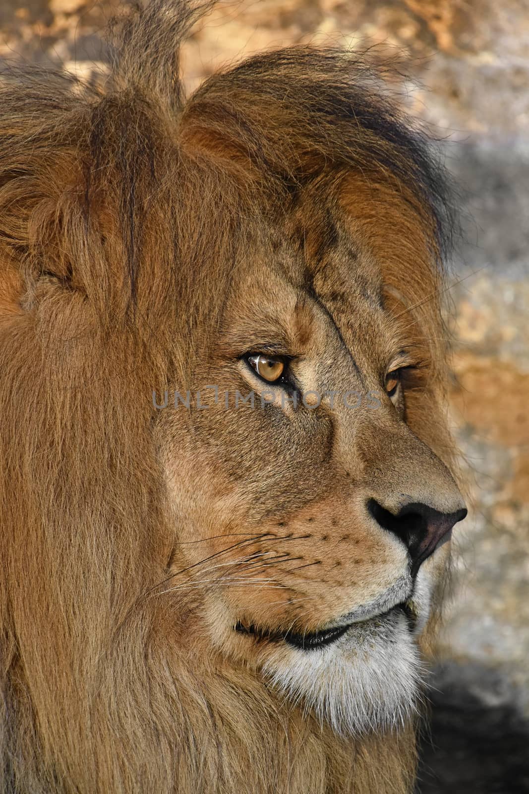 Close up side profile portrait of cute mature male African lion with beautiful mane, looking away