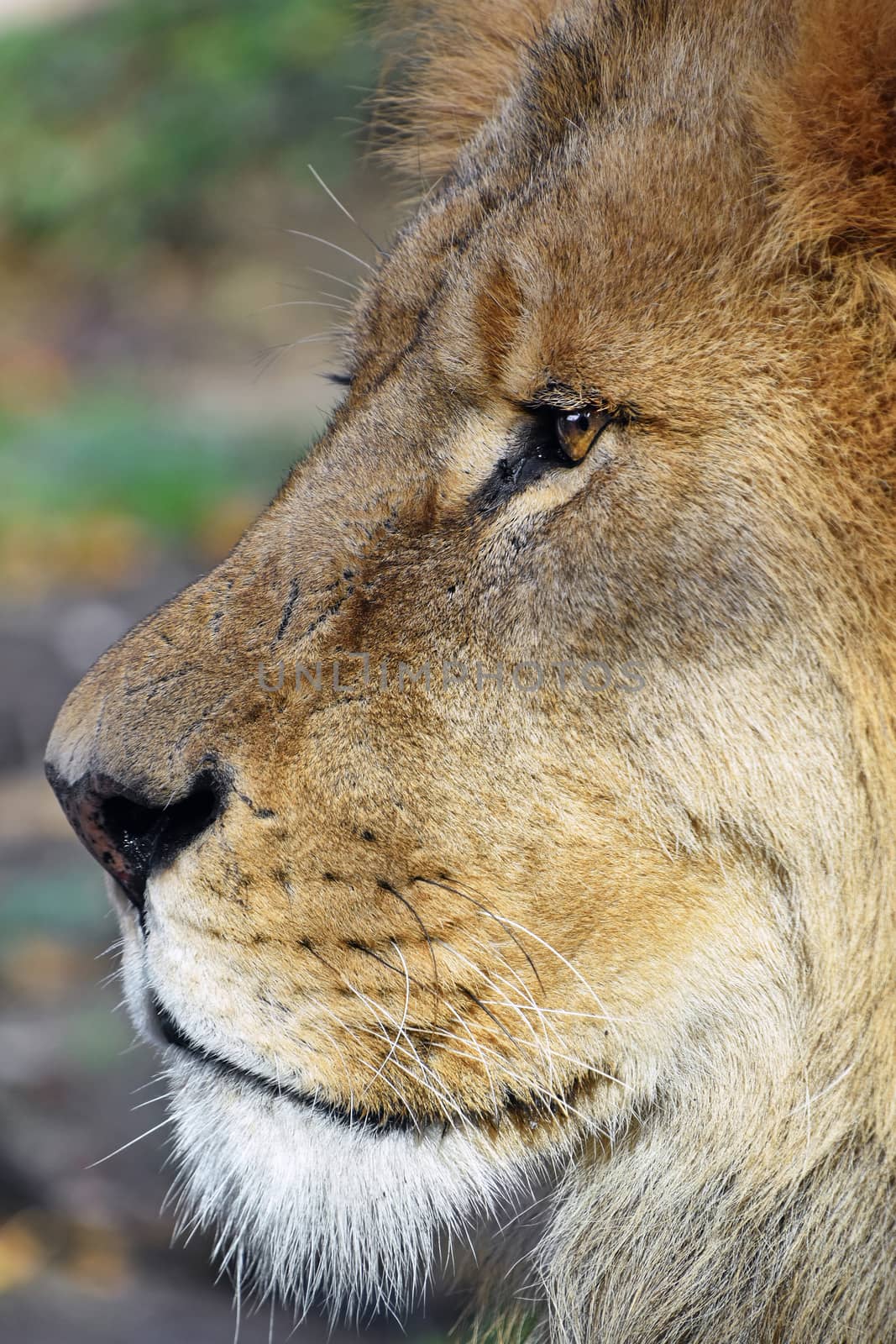 Extreme close up side profile portrait of mature male African lion snout, looking away