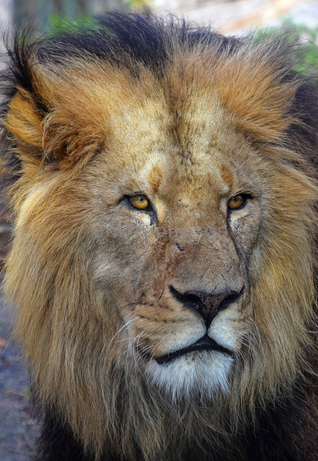 Close up portrait of mature male African lion, looking at camera