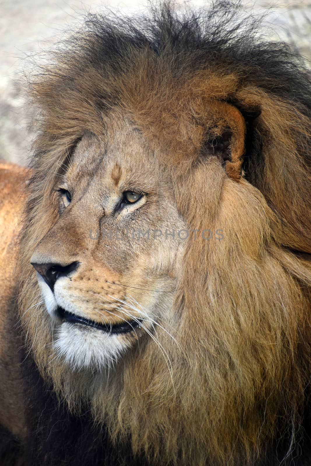 Close up side profile portrait of mature male African lion with beautiful mane, looking away