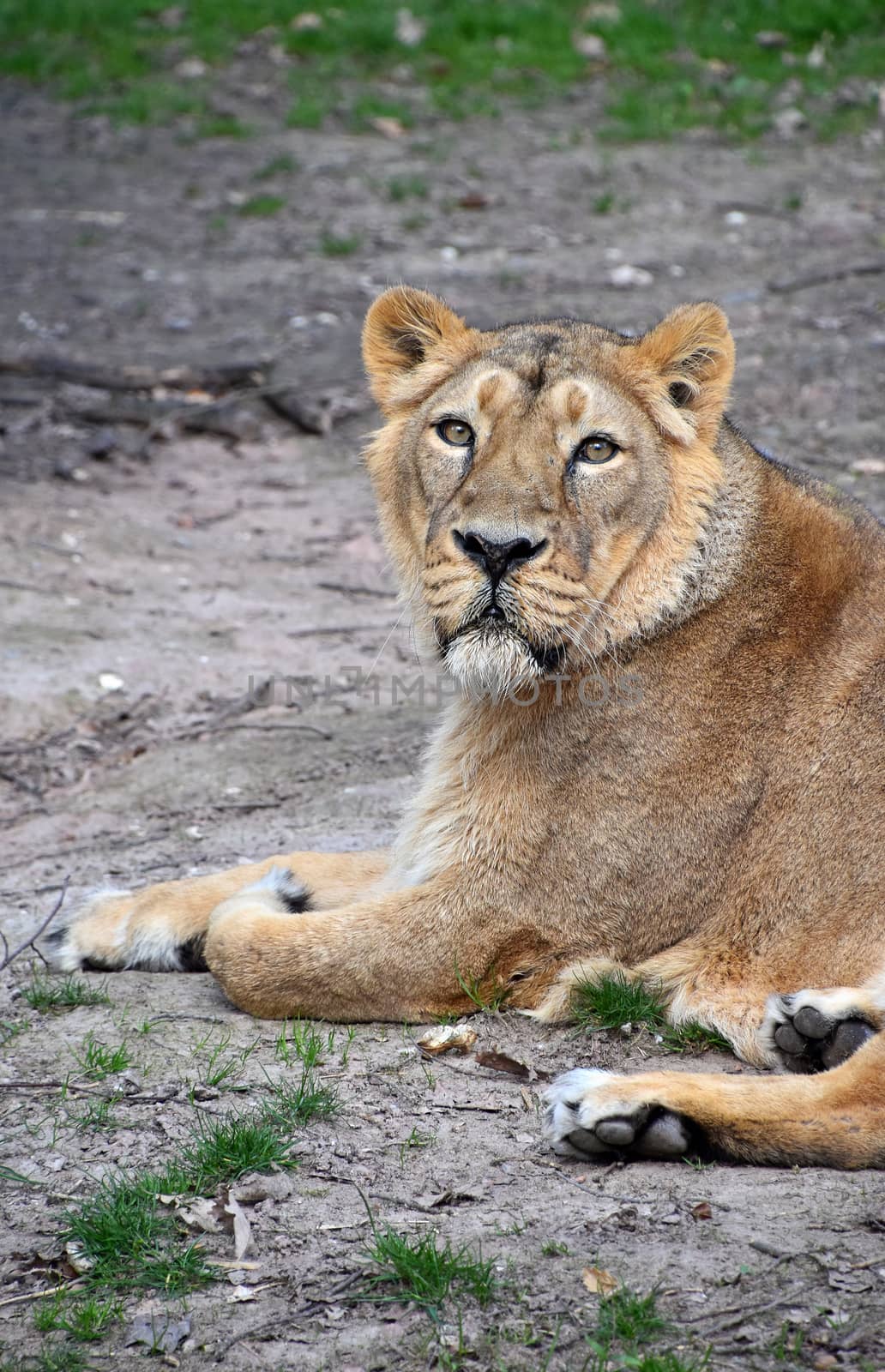 Close up side portrait of female African lioness