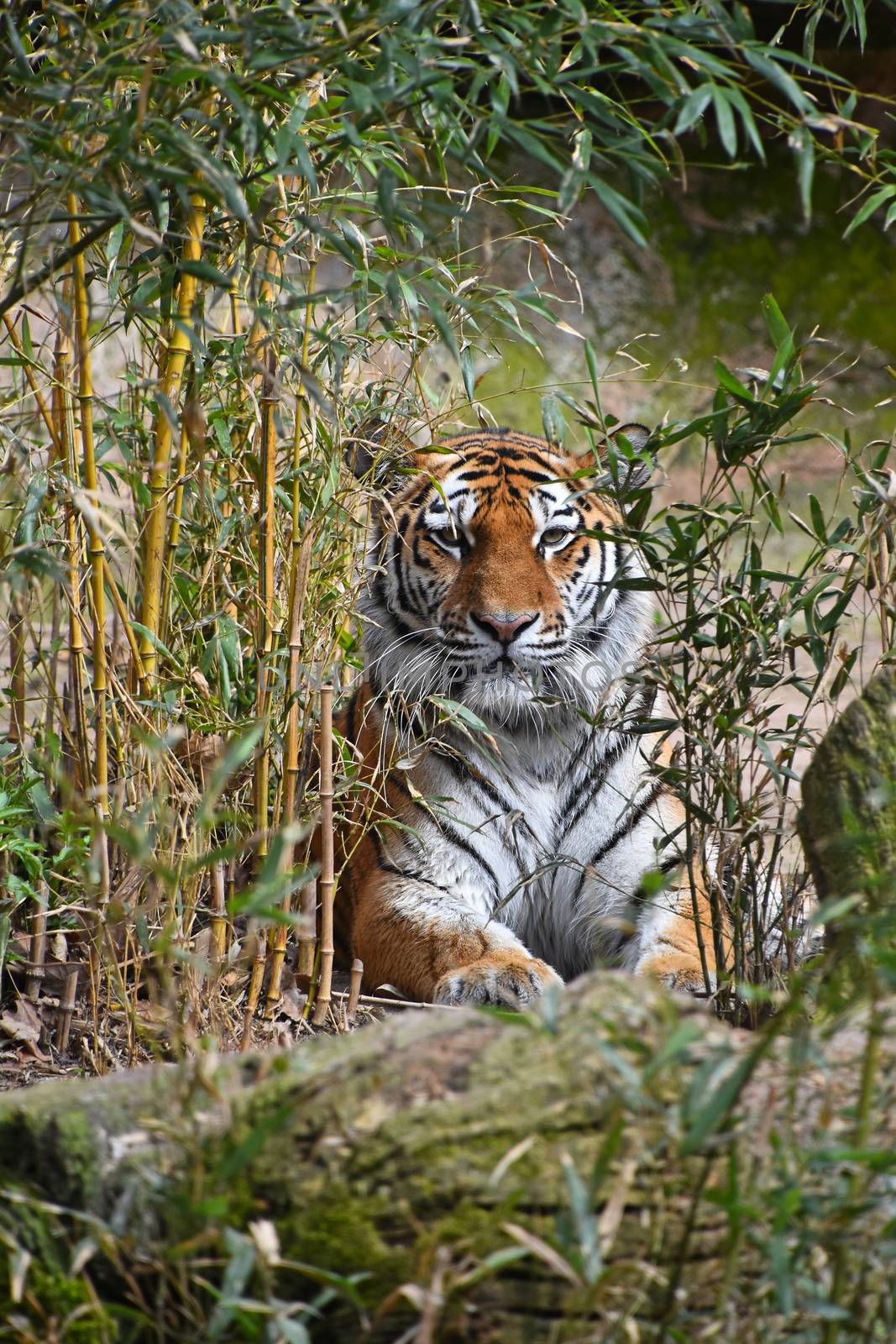 Siberian tiger (Amur tiger, Panthera tigris altaica) hiding in bamboo forest jungle, looking at camera