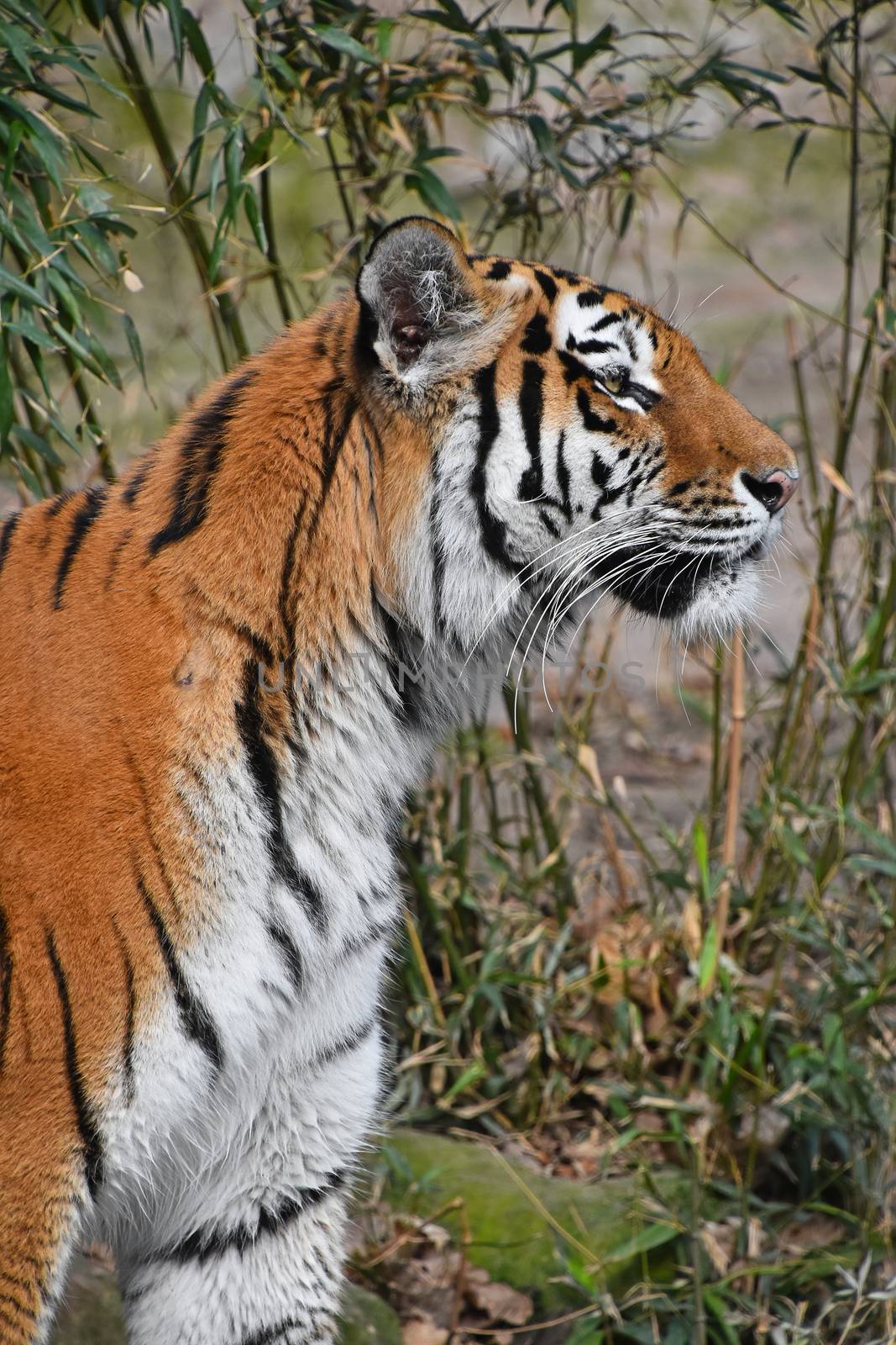 Close up side profile portrait of Siberian tiger (Amur tiger, Panthera tigris altaica)