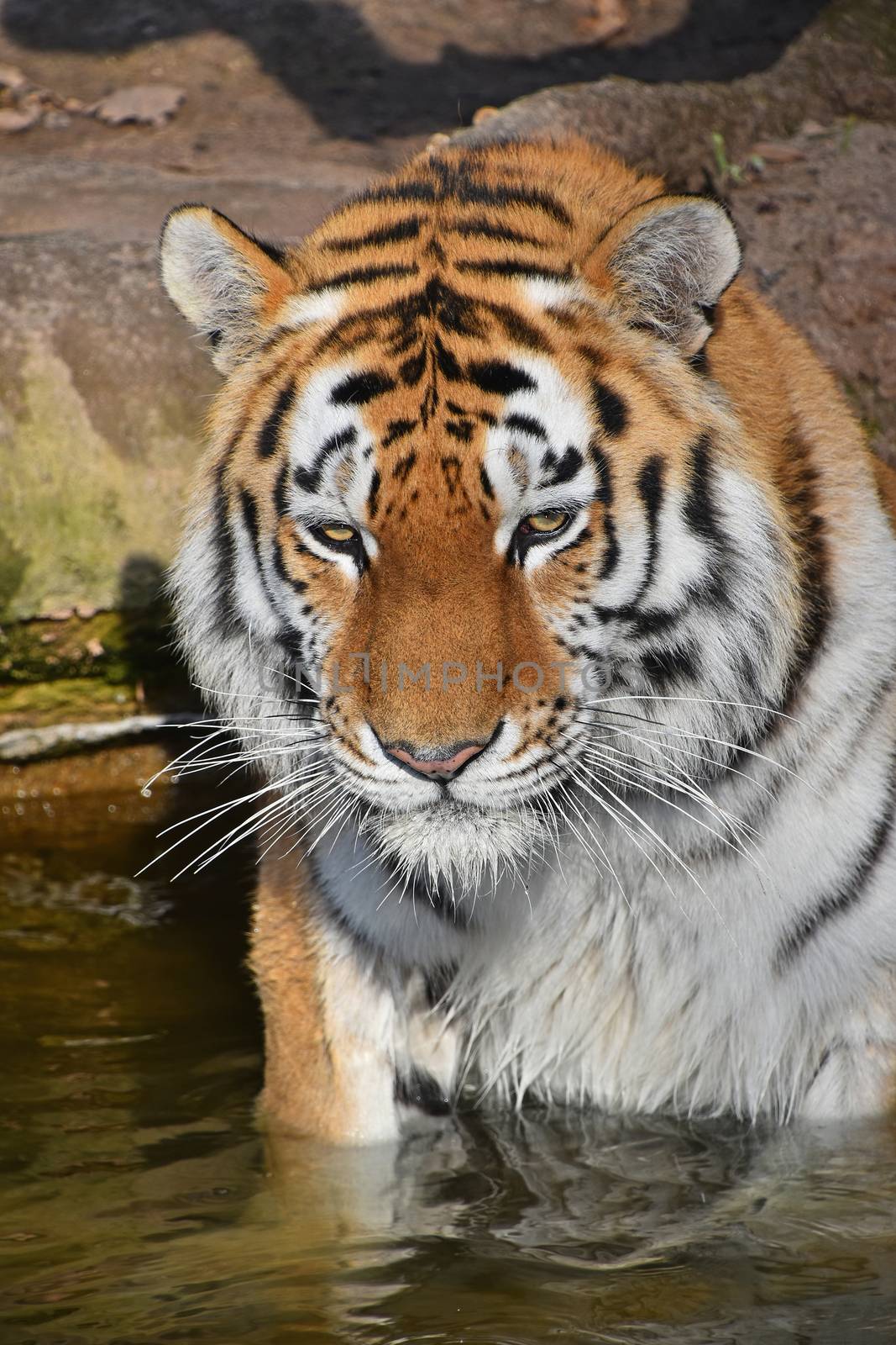 Close up portrait of young Siberian tiger (Amur tiger, Panthera tigris altaica) male in water, looking at camera, high angle view