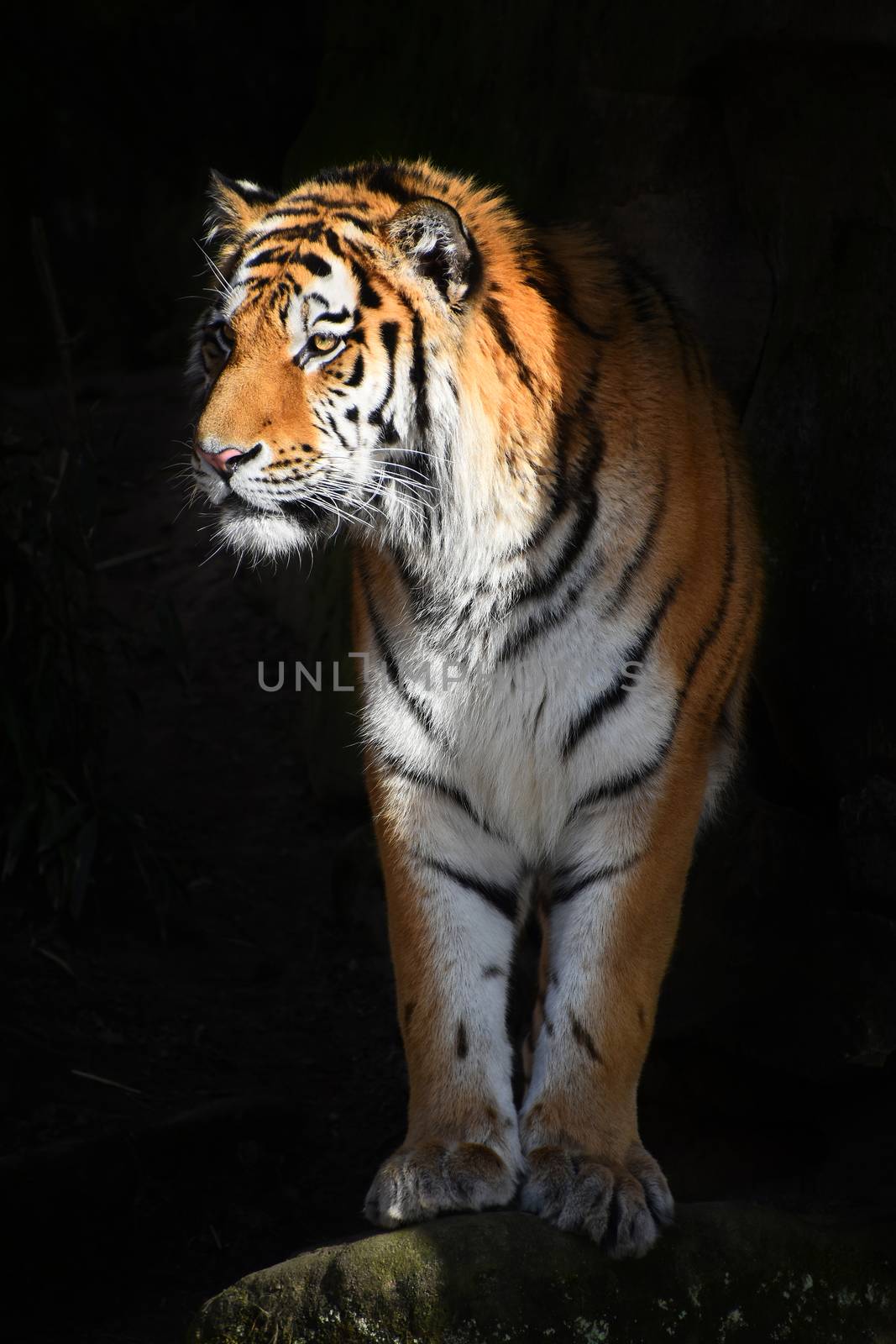 One Siberian tiger (Amur tiger, Panthera tigris altaica) steps out to light from dark shadow and looks aside of camera, low angle view