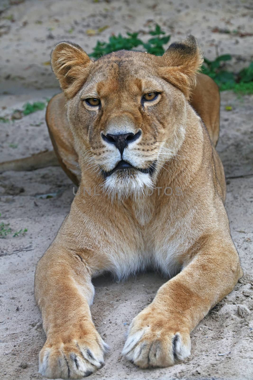 Close up side portrait of female African lioness