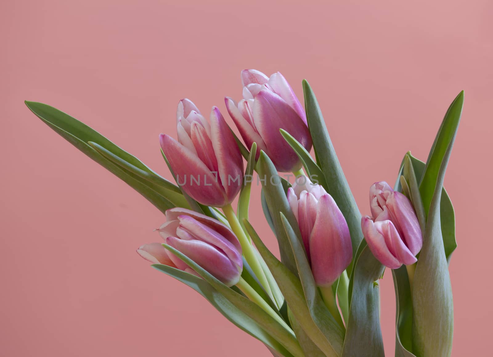 bouquet Beautiful Tulips gently pink color Spring time