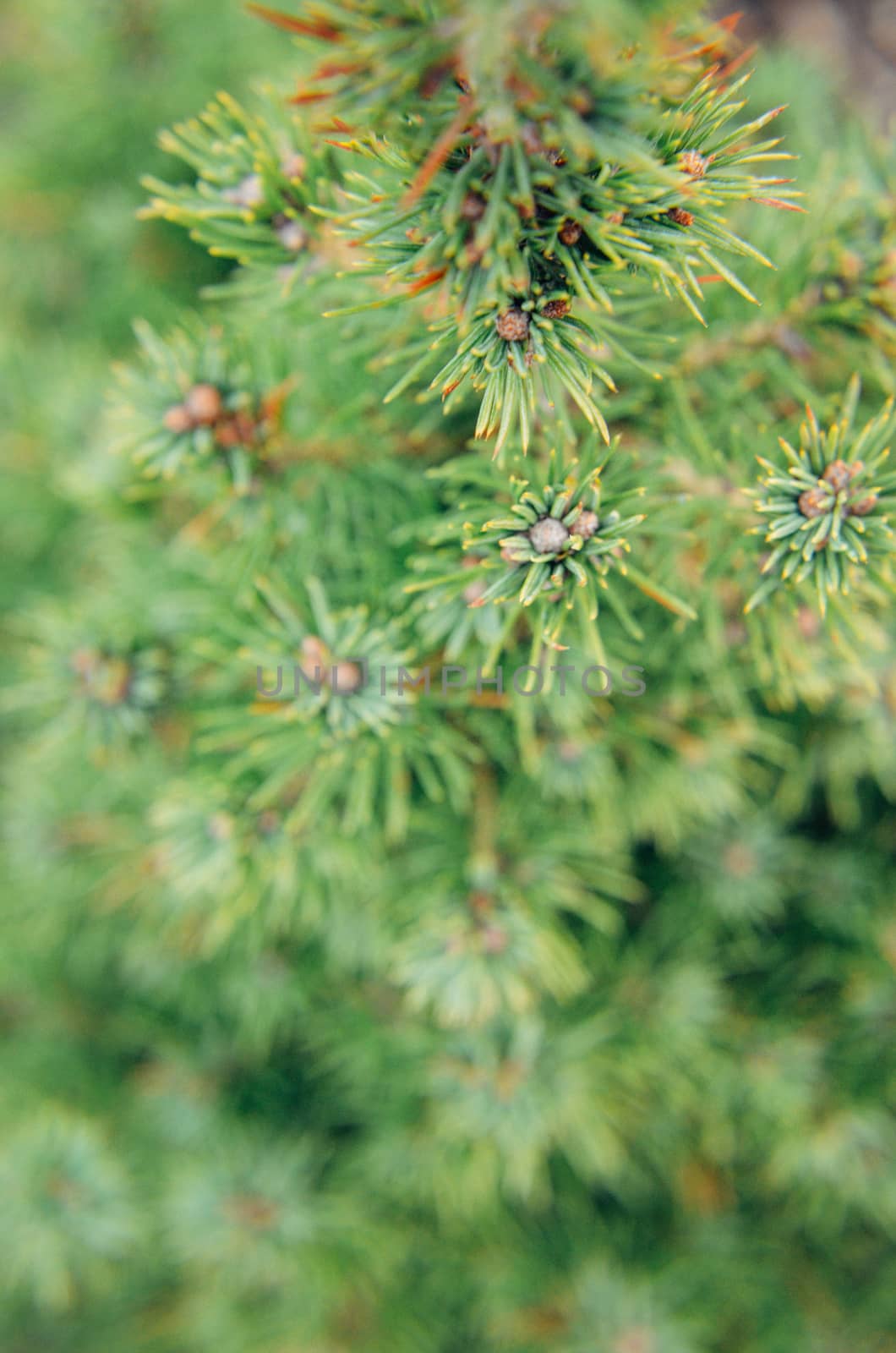 Canadian spruce conic, beautiful green tree close-up
