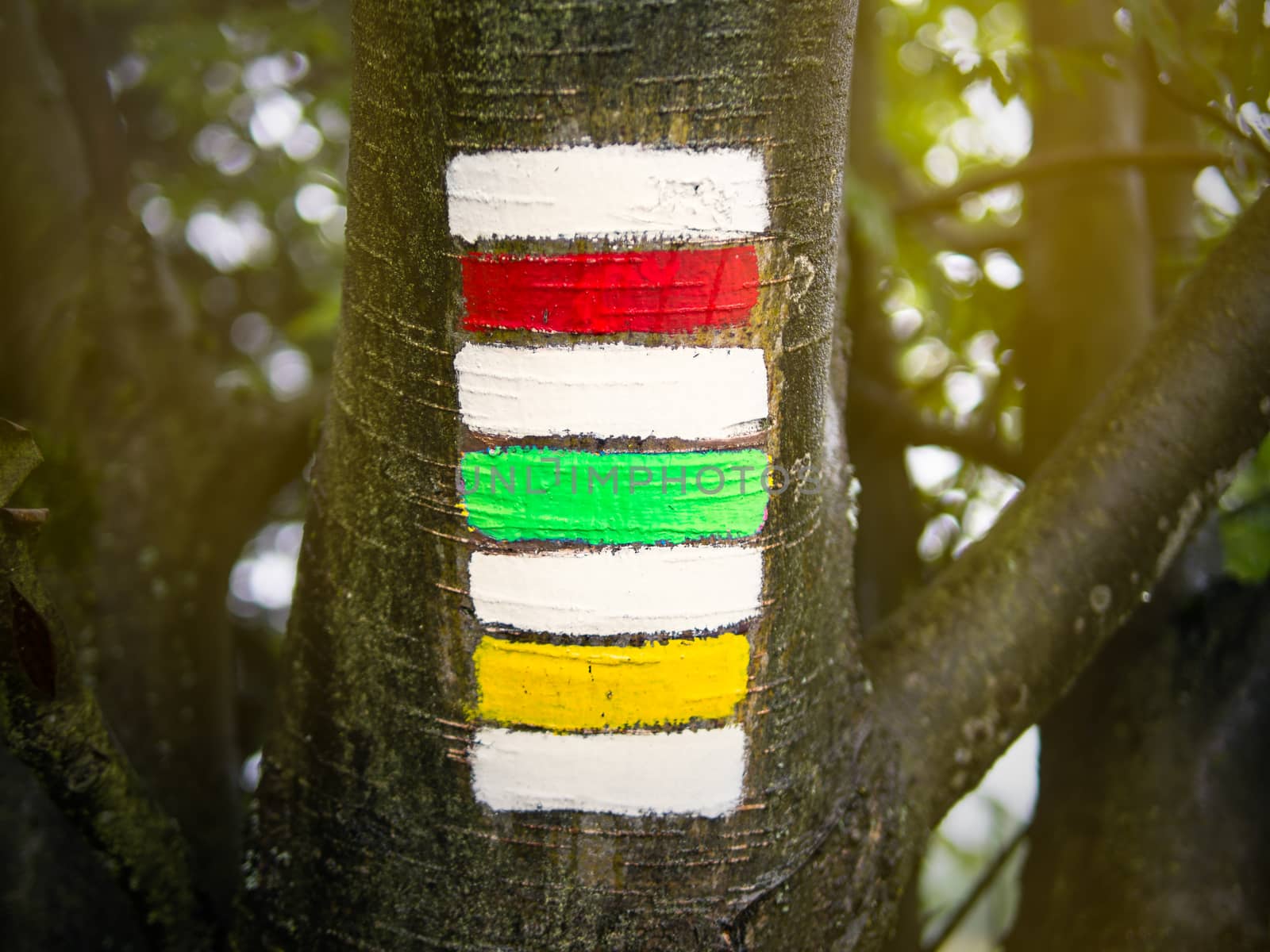 Triple hiking sign on the tree trunk, red, green and yellow with blurred bokeh background, unusual Czech tourism symbol, summer walking vacation, copy space on sides