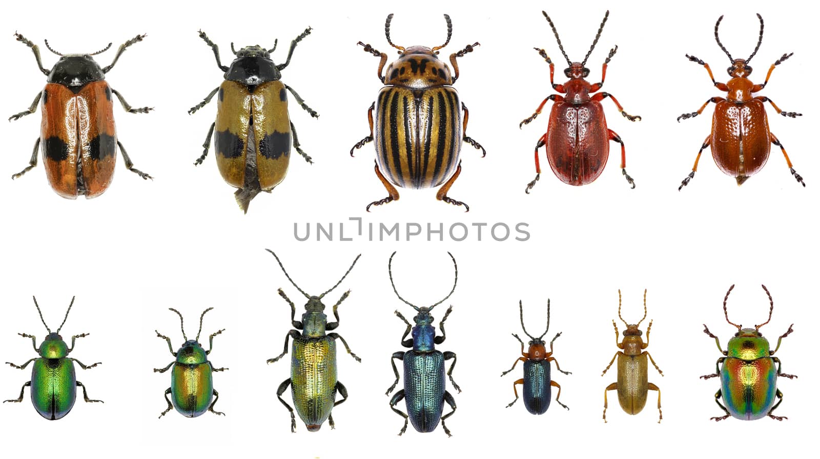 Set of Leaf-beetles of Europe  -  Chrysomelidae :
Clytra laeviuscula , Leptinotarsa decemlineata , Lilioceris merdigera , Gastrophysa viridula , Plateumaris sericea , Oulema melanopus , Orsodacne cerasi , Chrysolina fastuosa 
