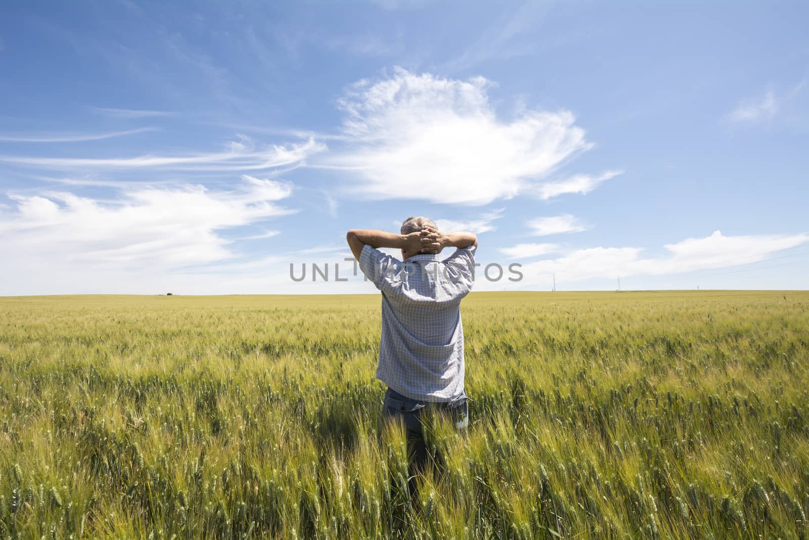 Farmer  is watching  the harvest wheat quality