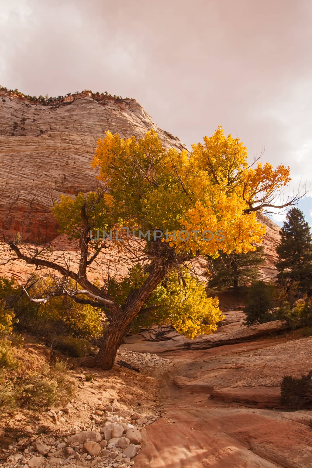 Fremont cottonwood (Populis fremontii) on Zion Park Blvd, Zion National Park. Utah.