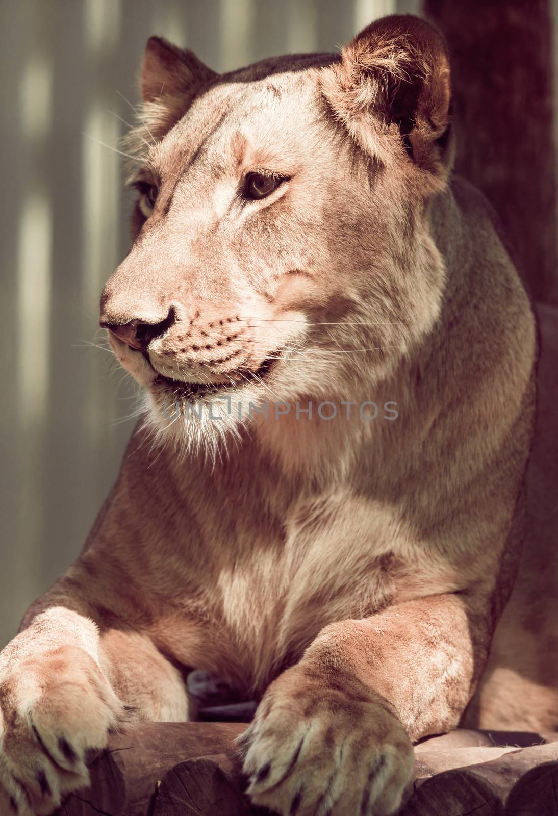 Wild animal, lying lioness closeup