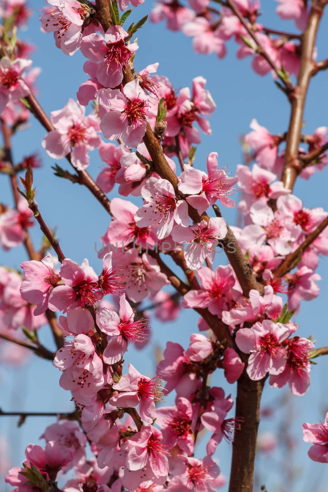 Peach blossoms close-up against the blue sky