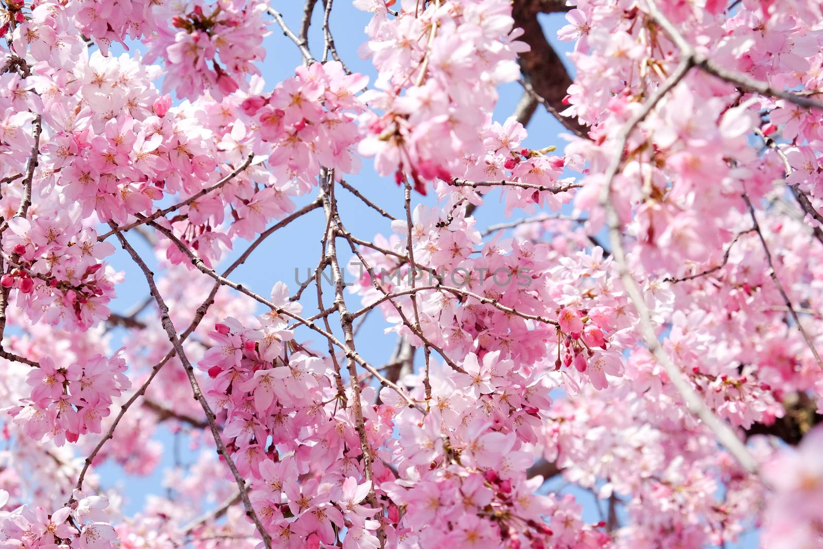 Cherry blossom season, Tokyo Japan