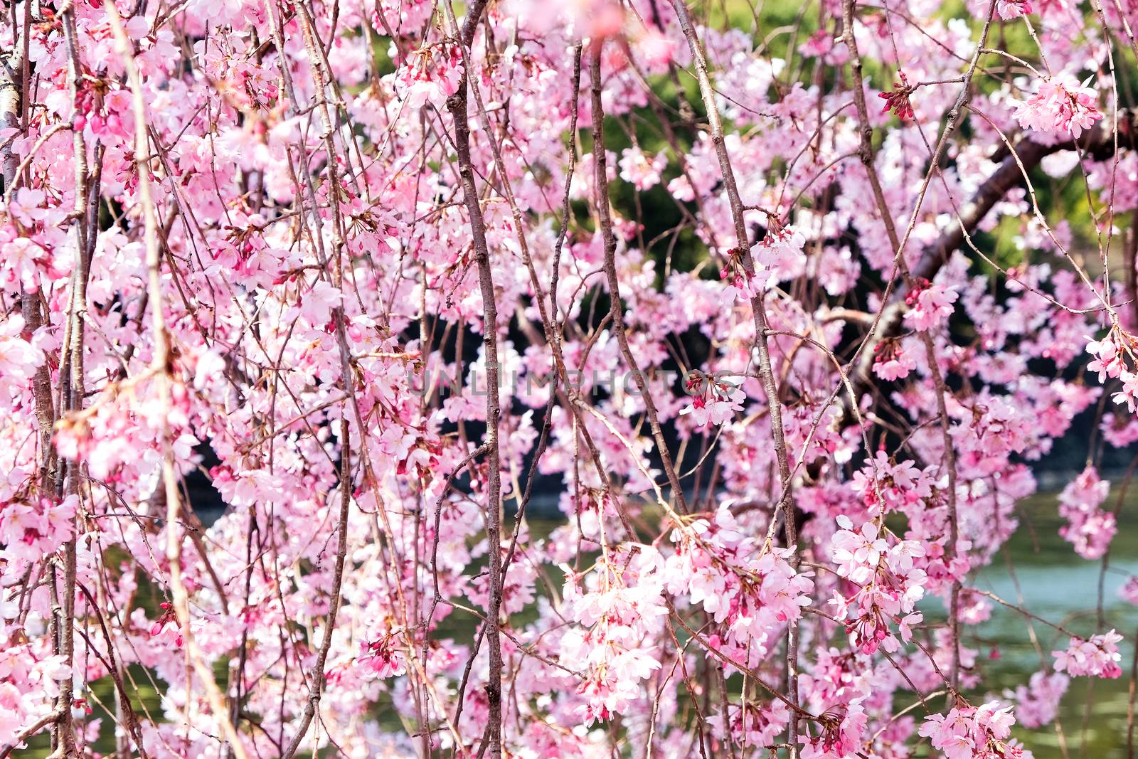 Cherry blossom season, Tokyo Japan