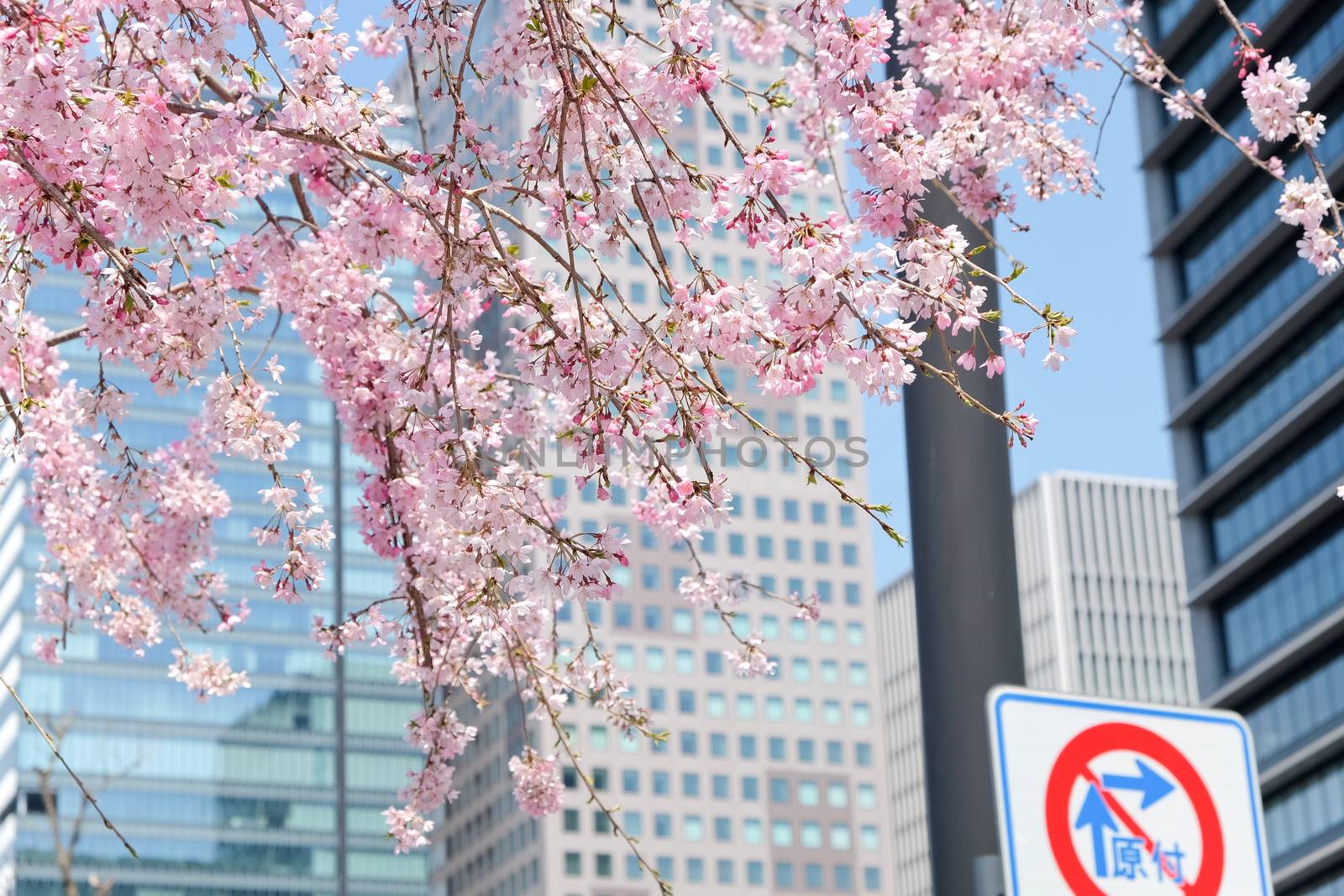 Cherry blossom season, Tokyo Japan