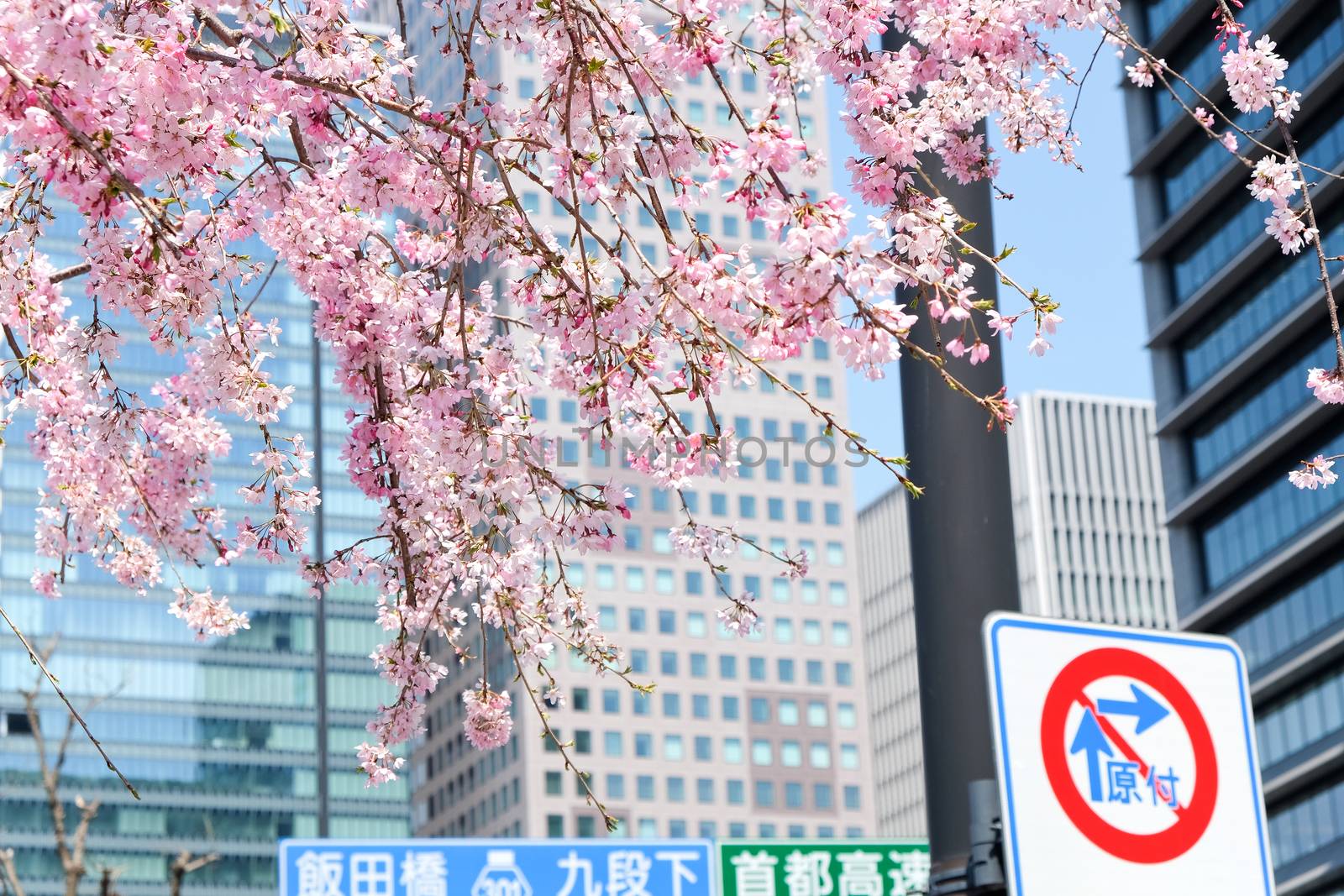 Cherry blossom season, Tokyo Japan