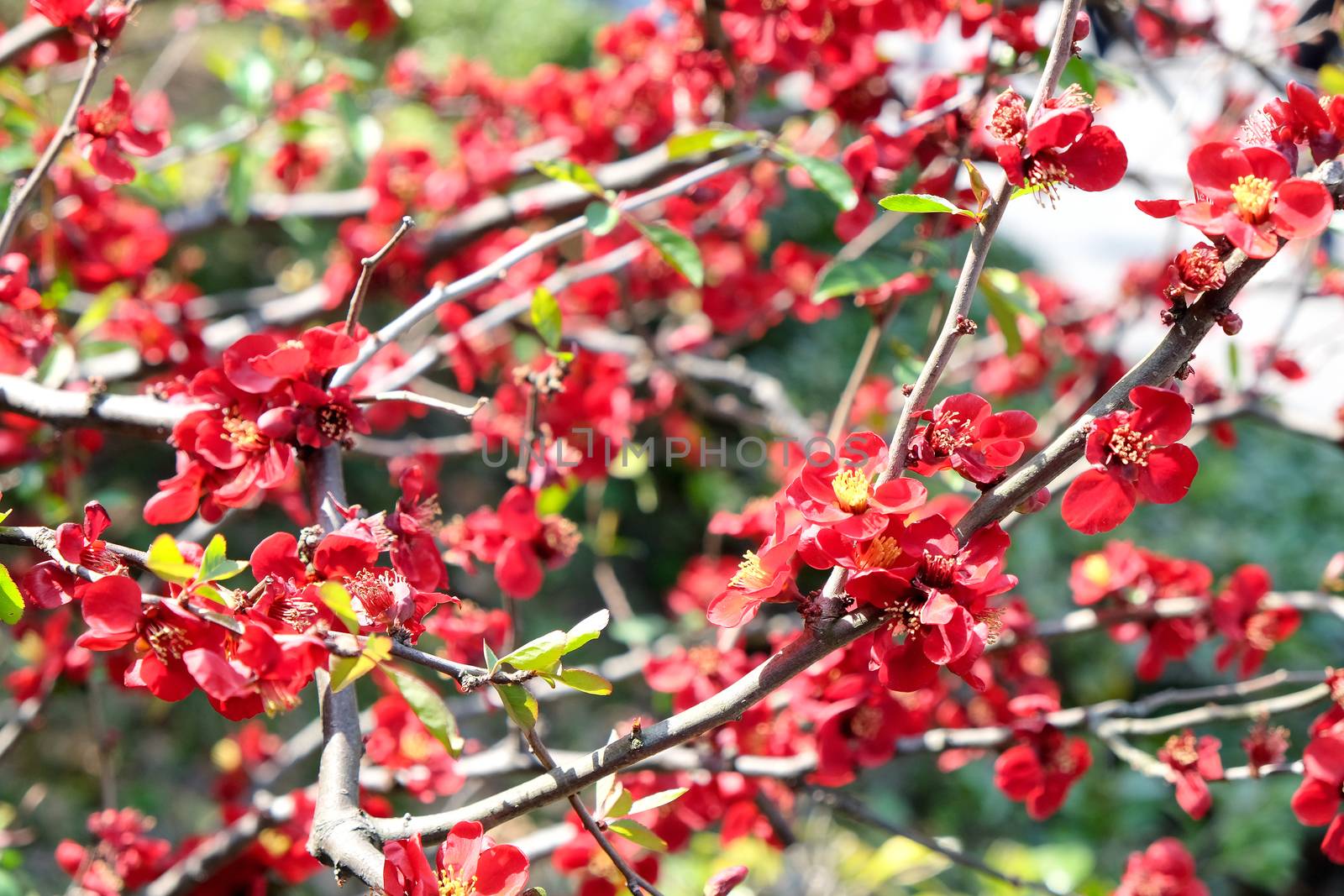 Red Japanese Quince - Chaenomeles speciosa