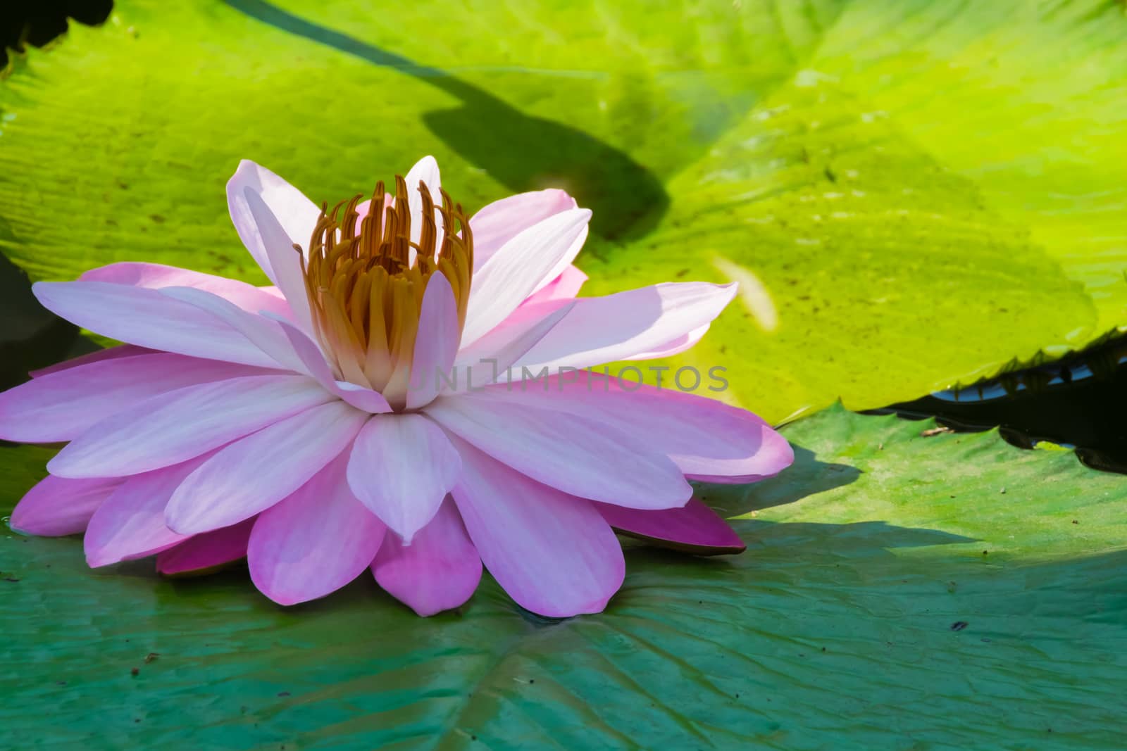 Pink water lily flower blooming