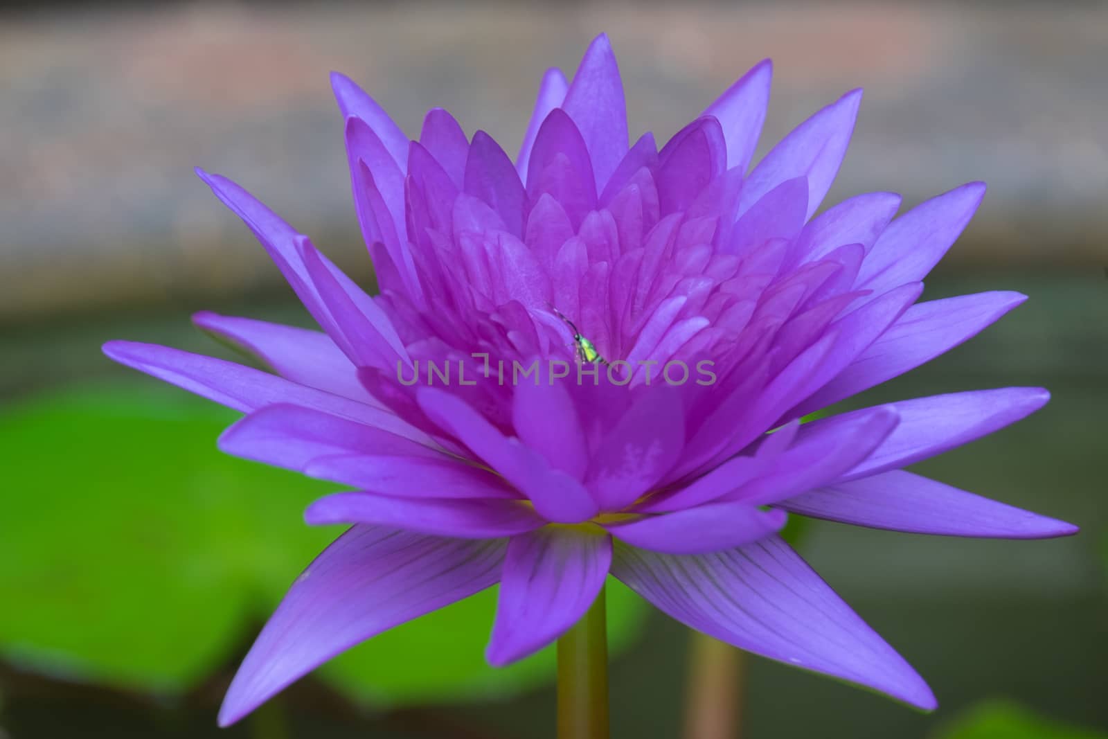 One purple lotus flower blooming