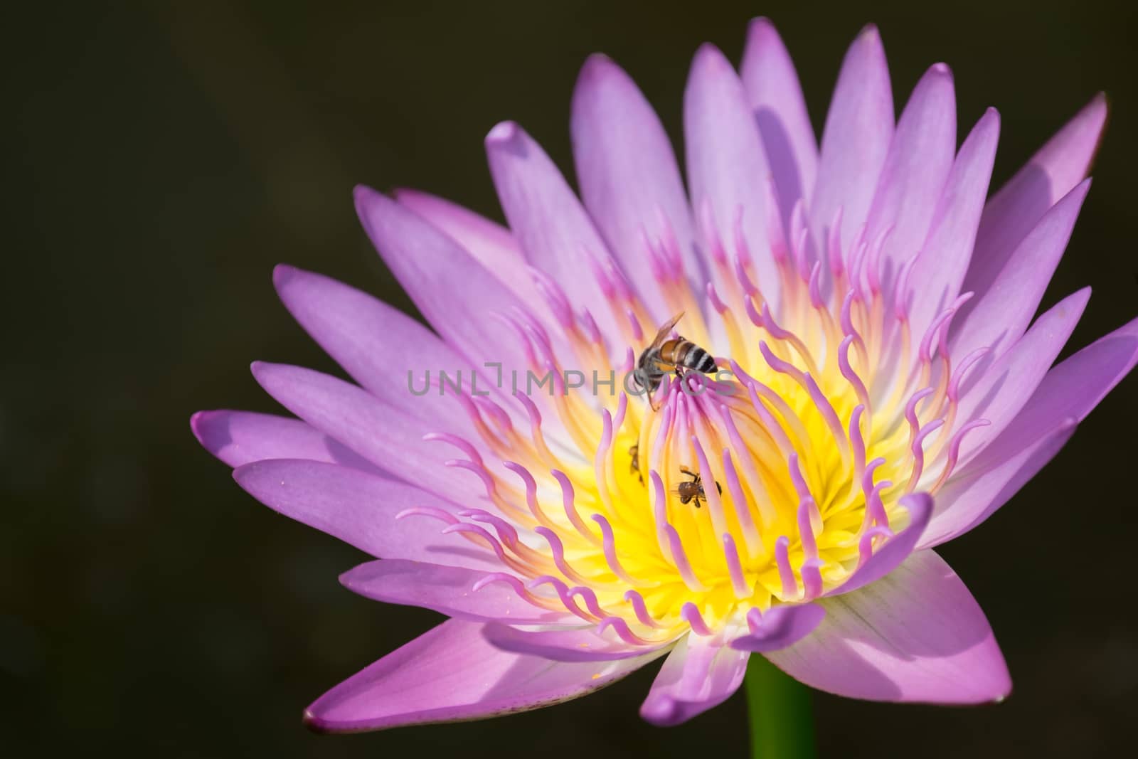Bee on pink lotus flower