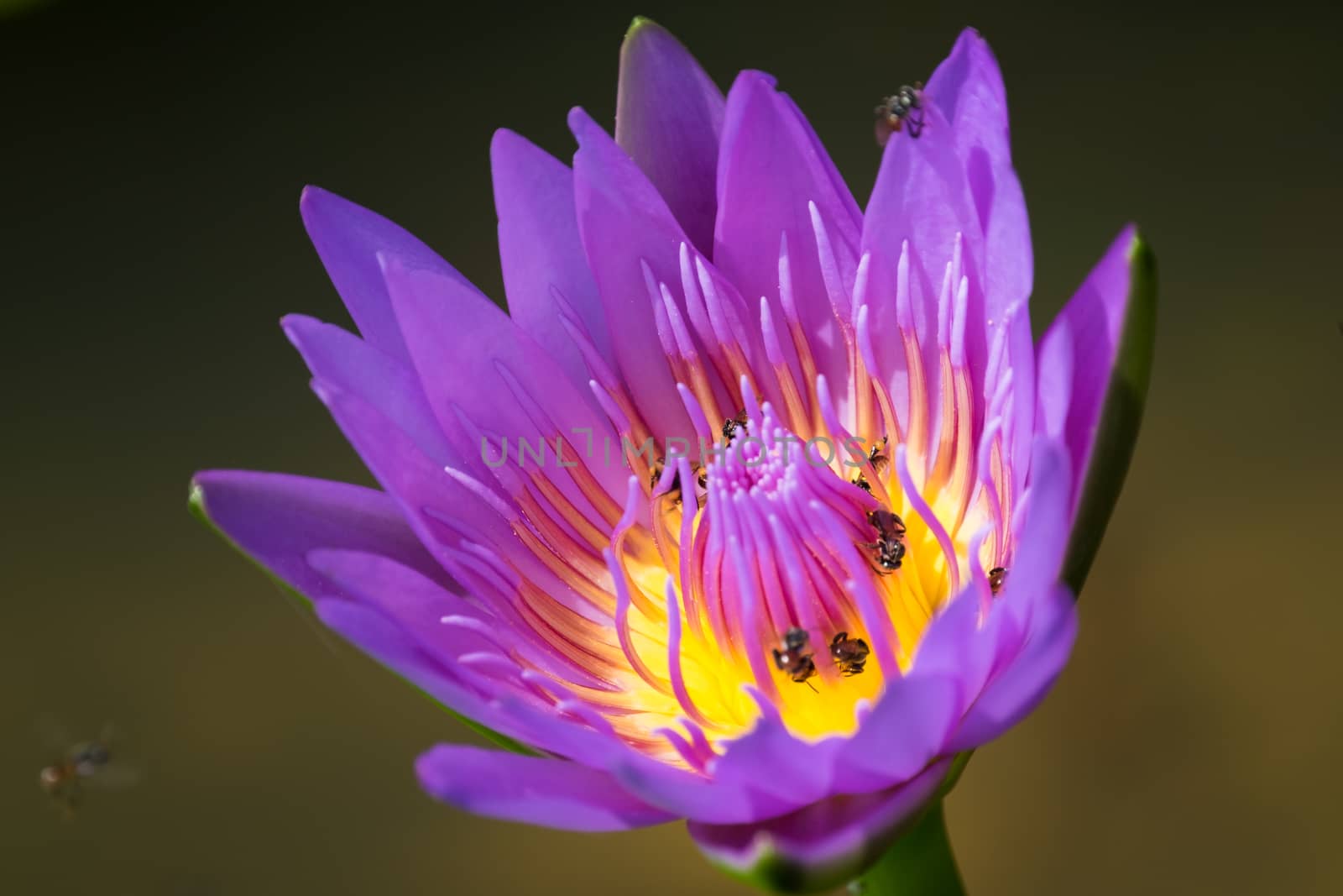 Purple lotus flower blooming and bee