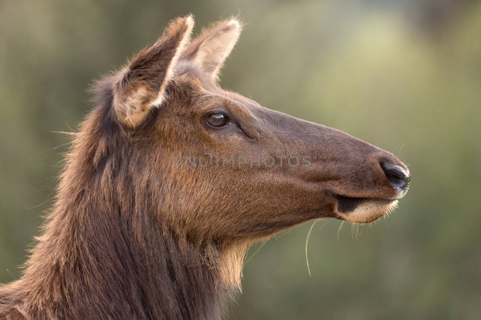 Female Roosevelt Elk Portrait by backyard_photography