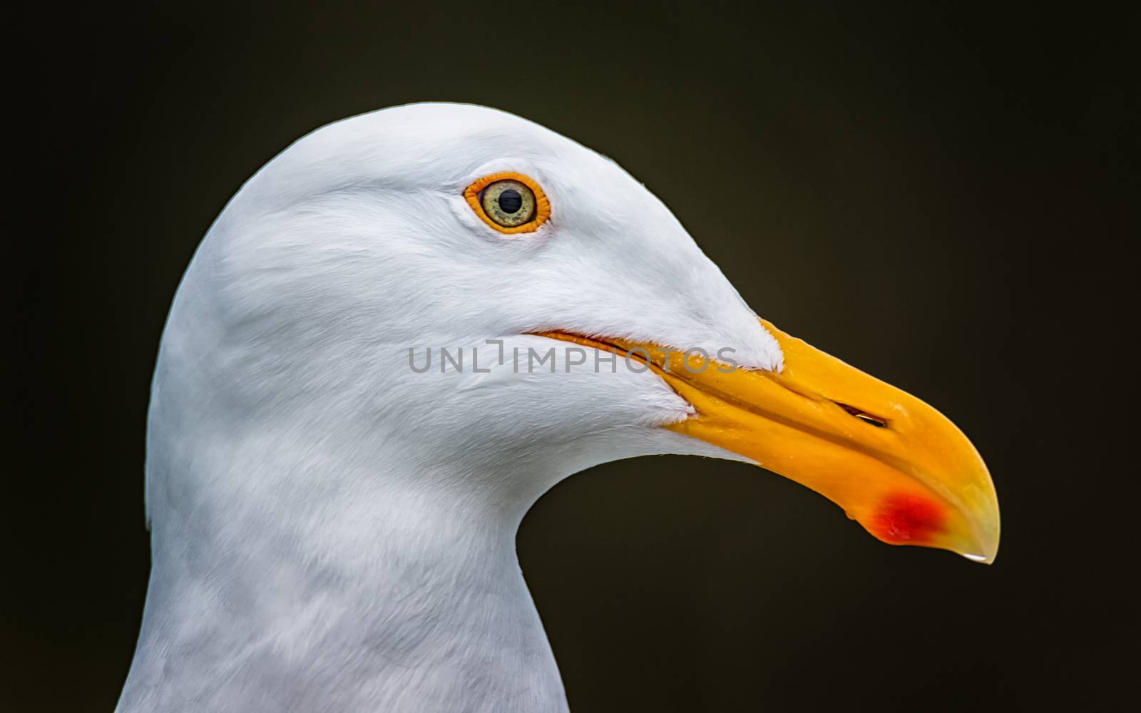 Portrait of a seagull, close-up, color image, day