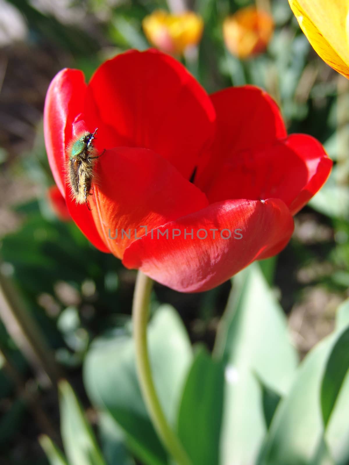 Fresh tulips in warm sun light by elena_vz