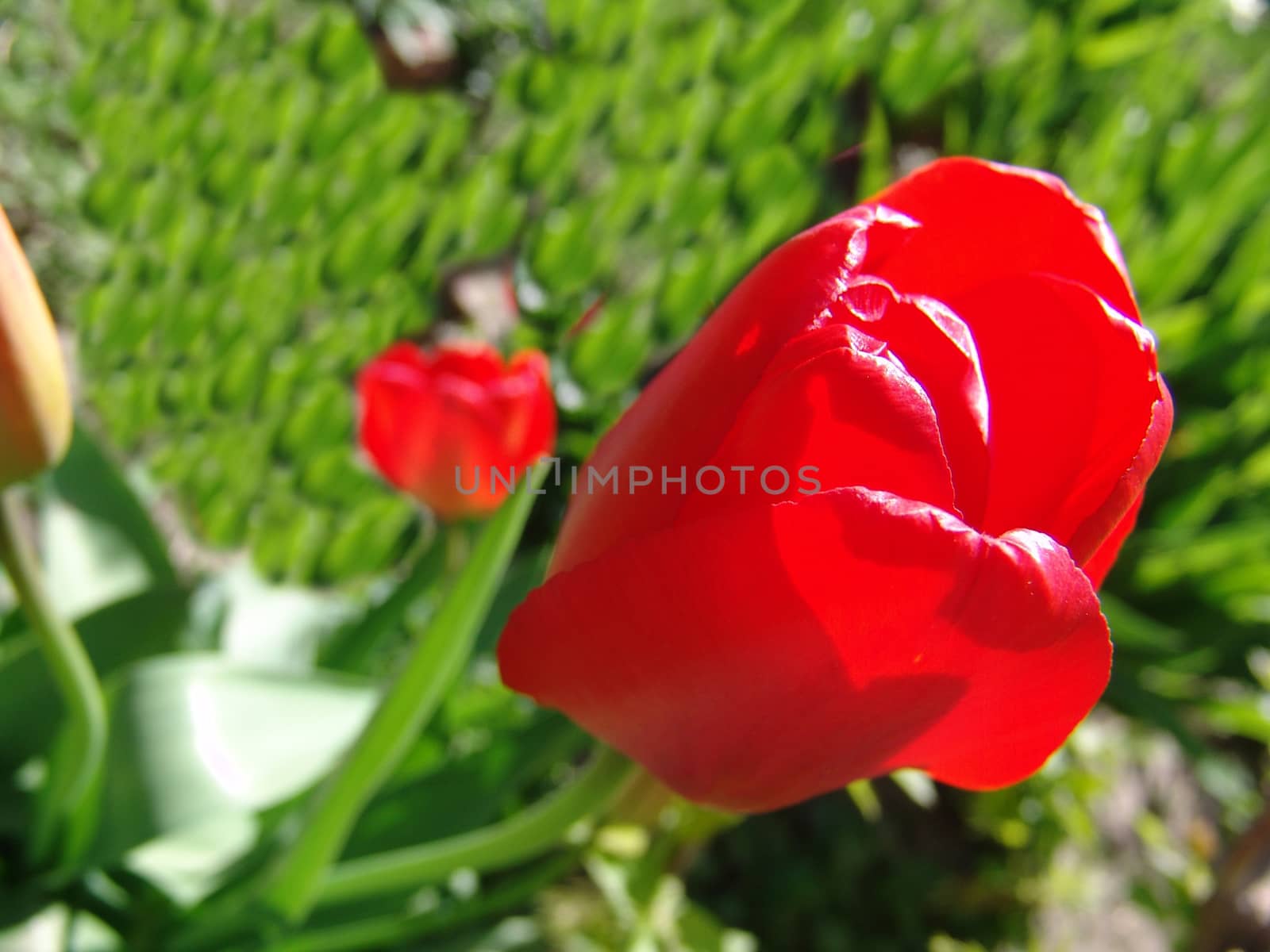Fresh tulips in warm sun light