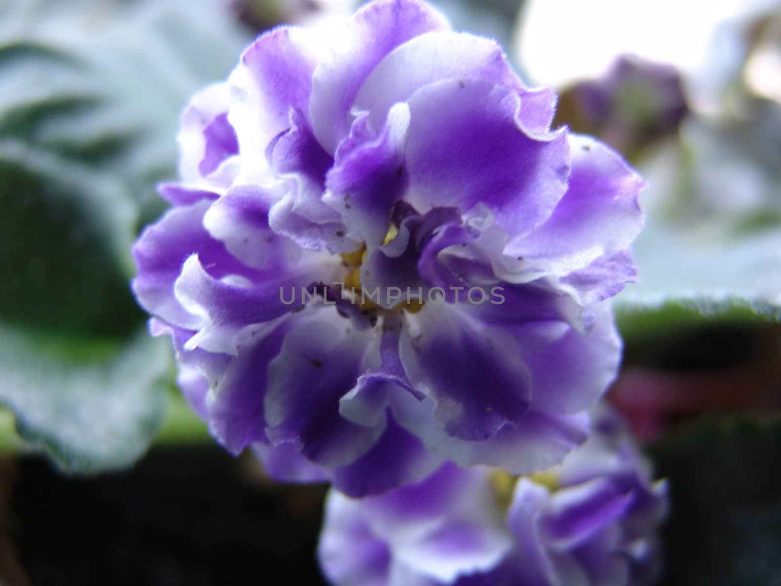 Beautiful  Violet Flowers by elena_vz