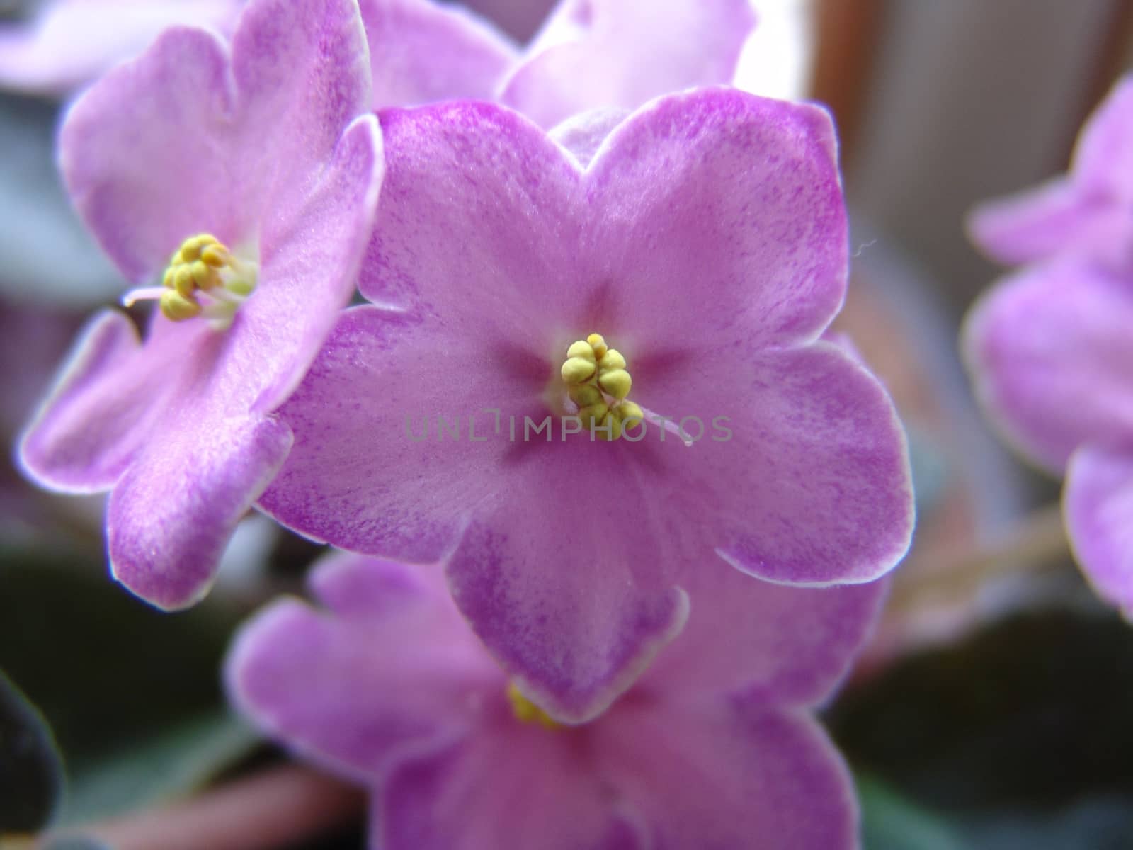 Beautiful  Violet Flowers
