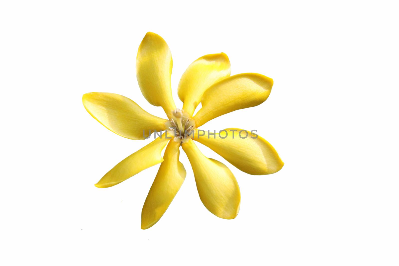 golden, yellow gardenia flower, Gardenia carinata Wallich on white background