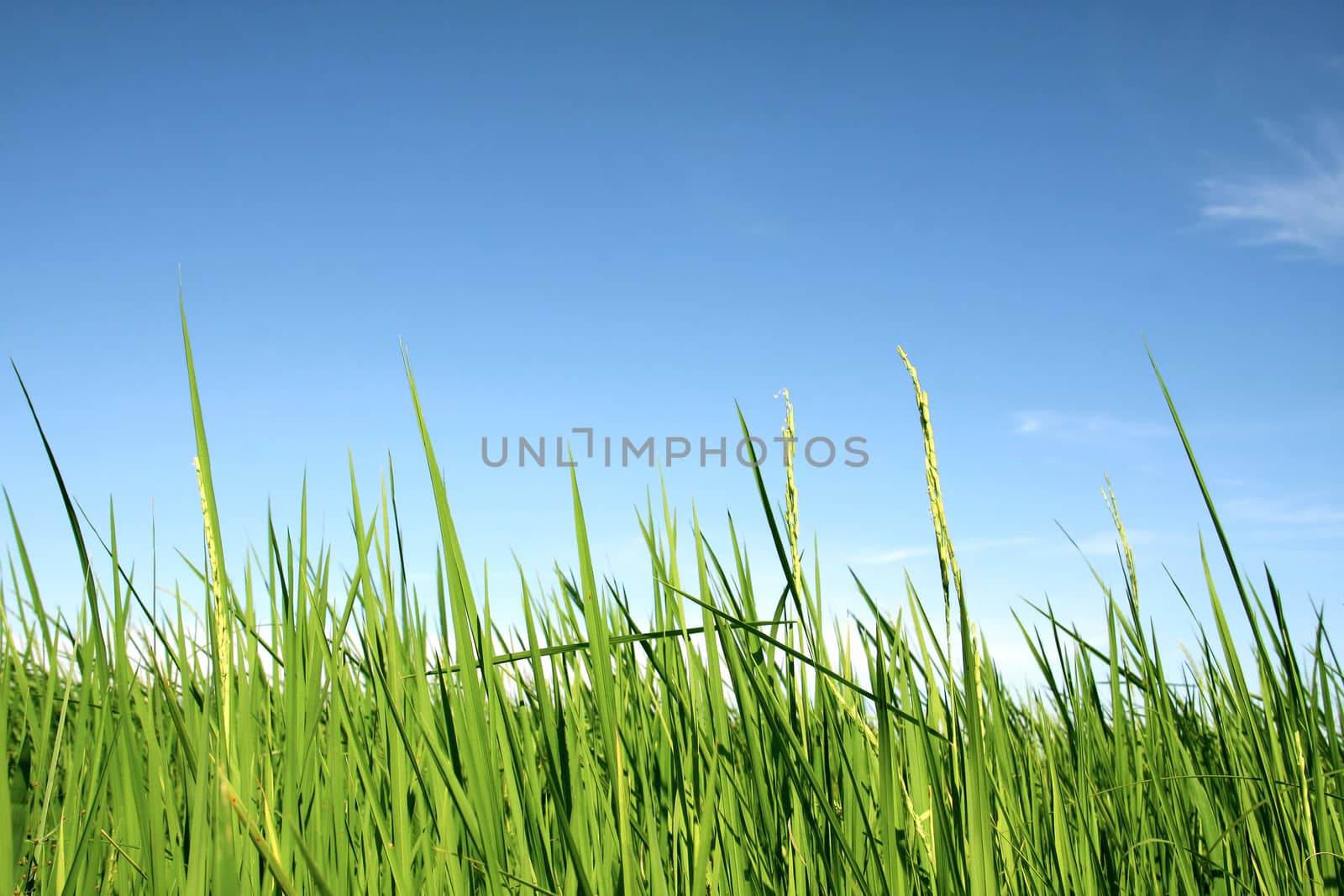 beautiful of green rice with blue sky for wallpaper and background