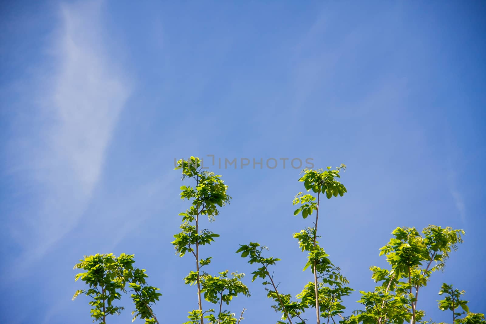 tree top with blue sky and cloud on bright day