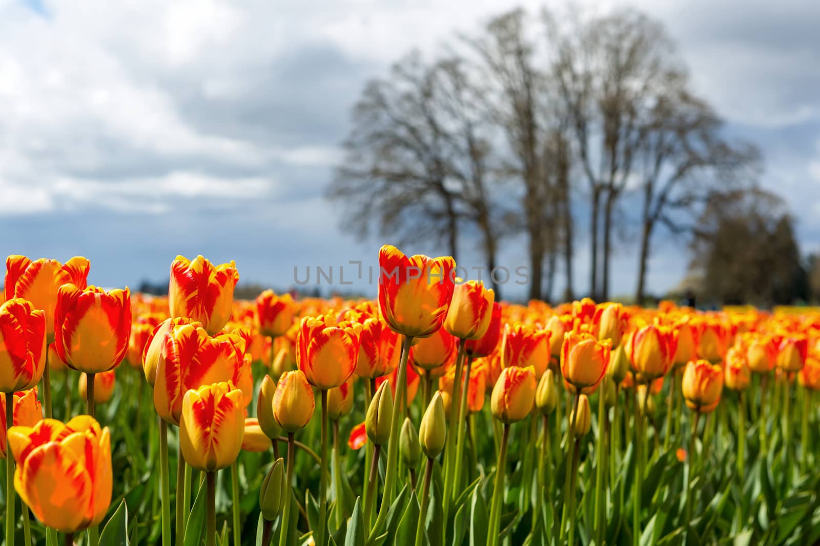 Red and Yellow Color Tulips by Davidgn