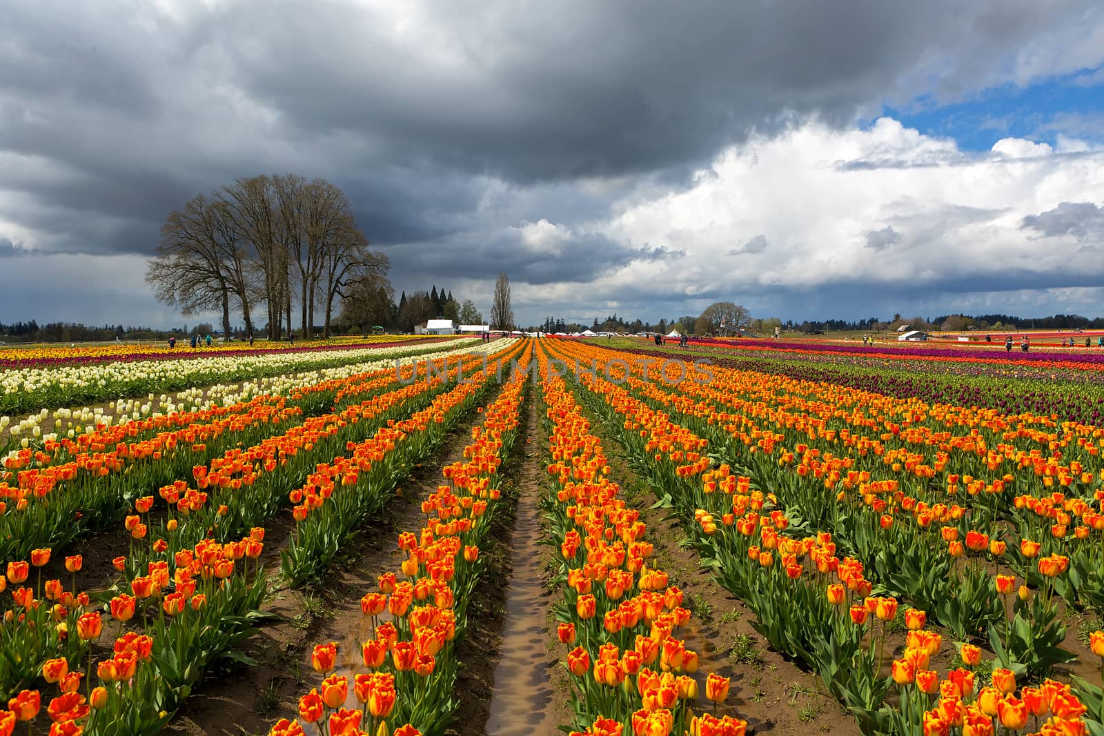 Rows of colorful tulips at Wooden Shoe Tulip Festival in Woodburn Oregon on a cloudy day