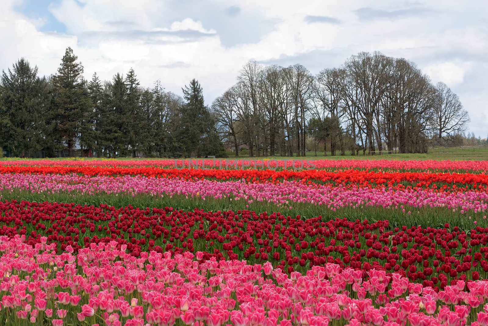 Bright red and pink colorful tulips blooming at Wooden Shoe Tulip Festival in Woodburn Oregon