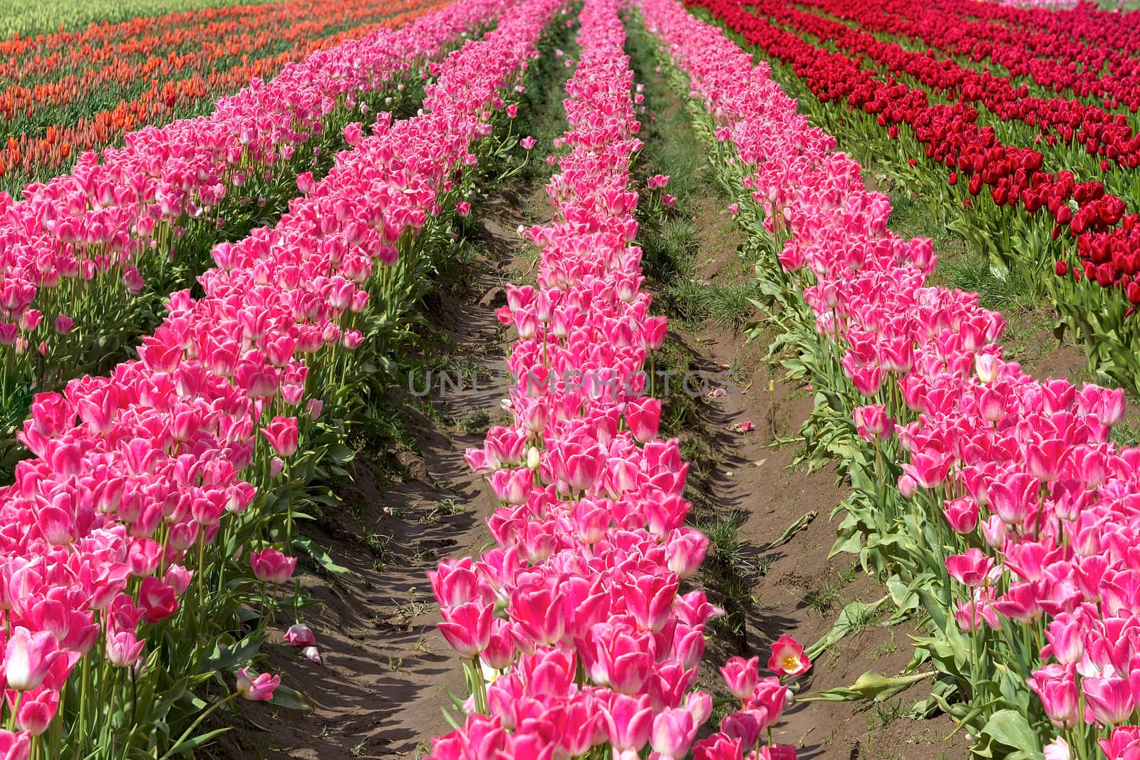 Colorful Rows of Tulips by Davidgn