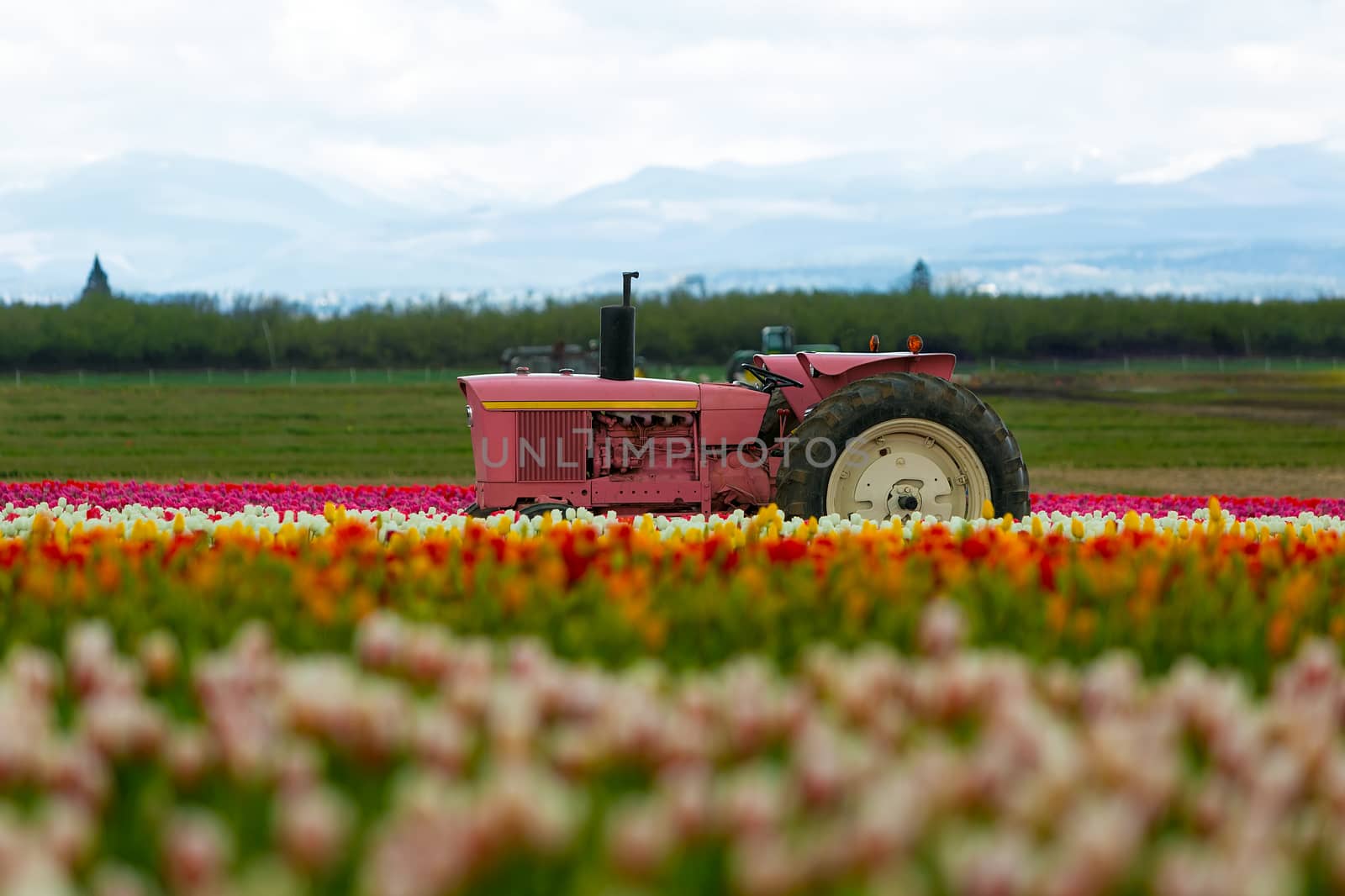 The Pink Tractor by Davidgn