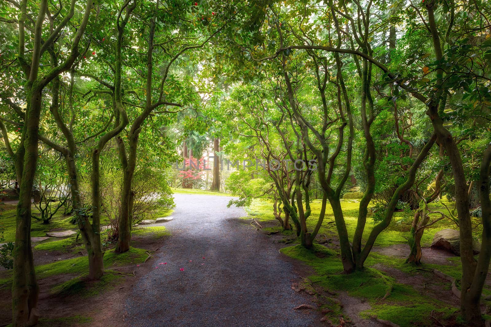 Garden path at Portland Japanese Garden in Spring