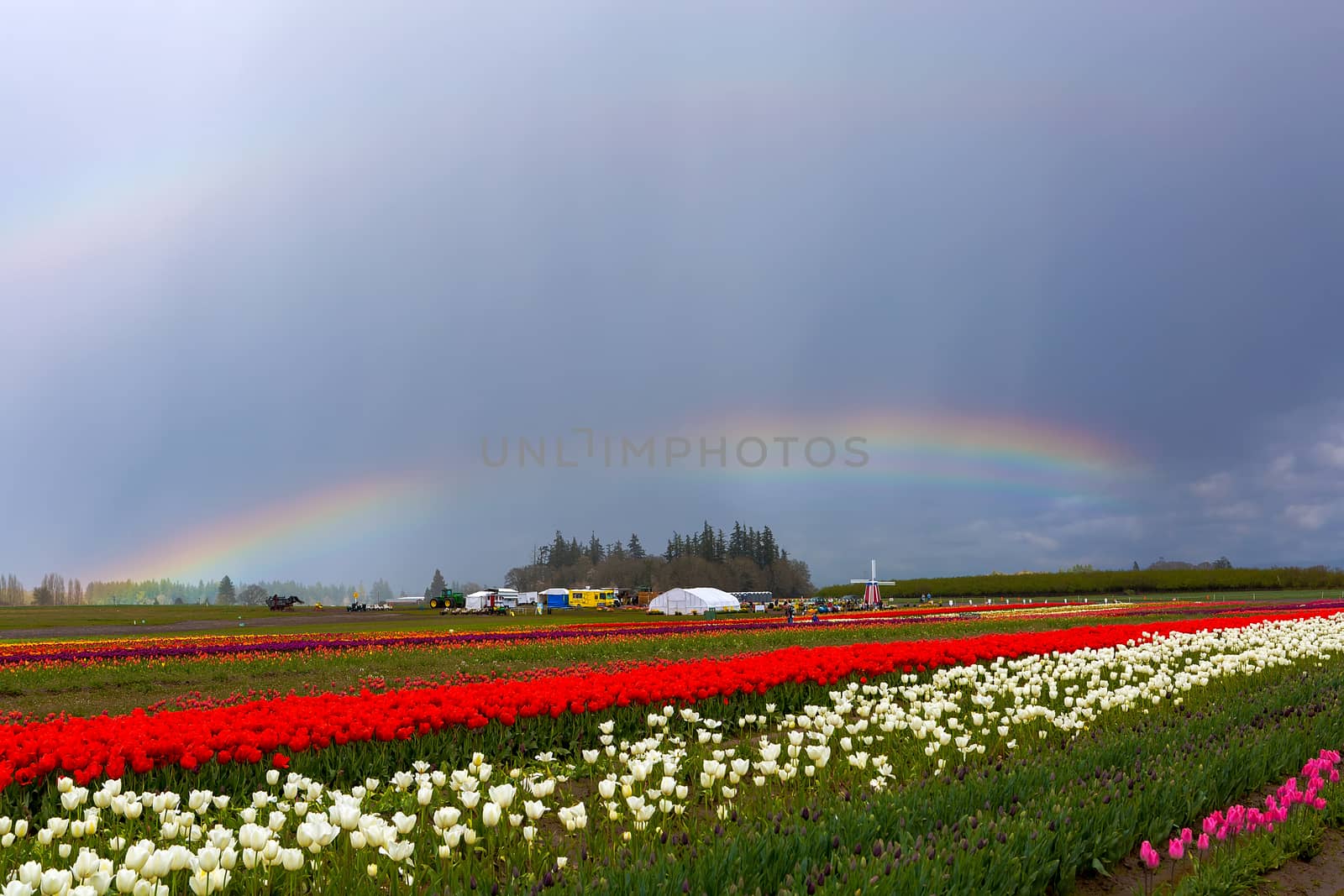 Rainbows over tulip fields at Wooden Shoe Tulip Festival in Woodburn Oregon